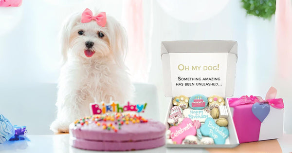 Dog Subscription Boxes Are They Worth It Find Out Now