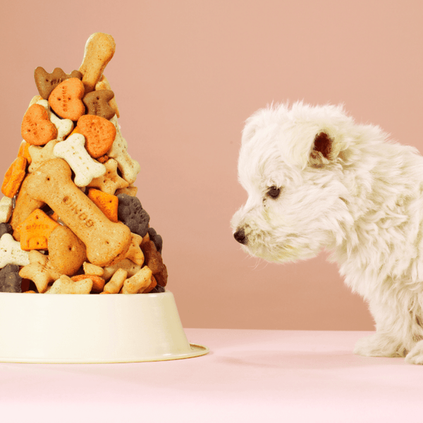 5 AMAZING DOG TREAT RECIPES YOUR PET WILL LOVE
