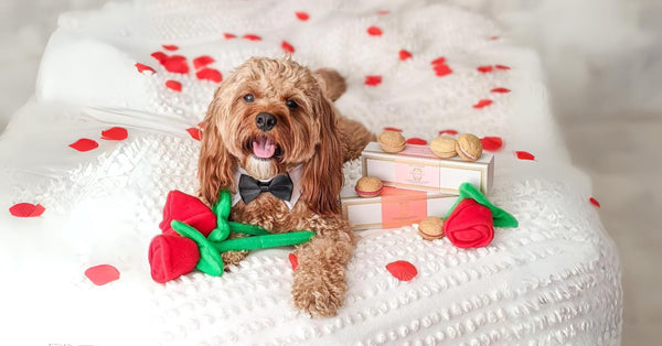 Dog Makes the Best Valentines
