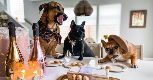Dogs Eating Healthy Macaron Treat