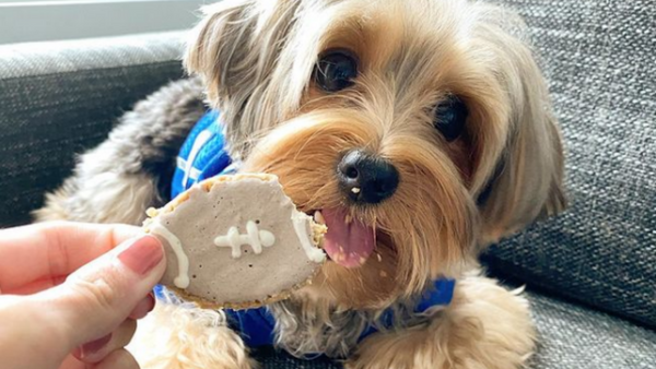 SUPER BOWL SNACKS YOU CAN MAKE FOR YOUR PET