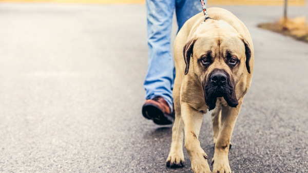How to Care for Big Dogs in NYC-Bonne et Filou