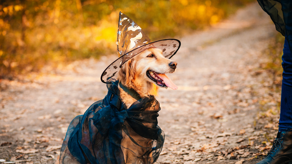 10 Unique Halloween Costume Ideas for Your Pup-Bonne et Filou