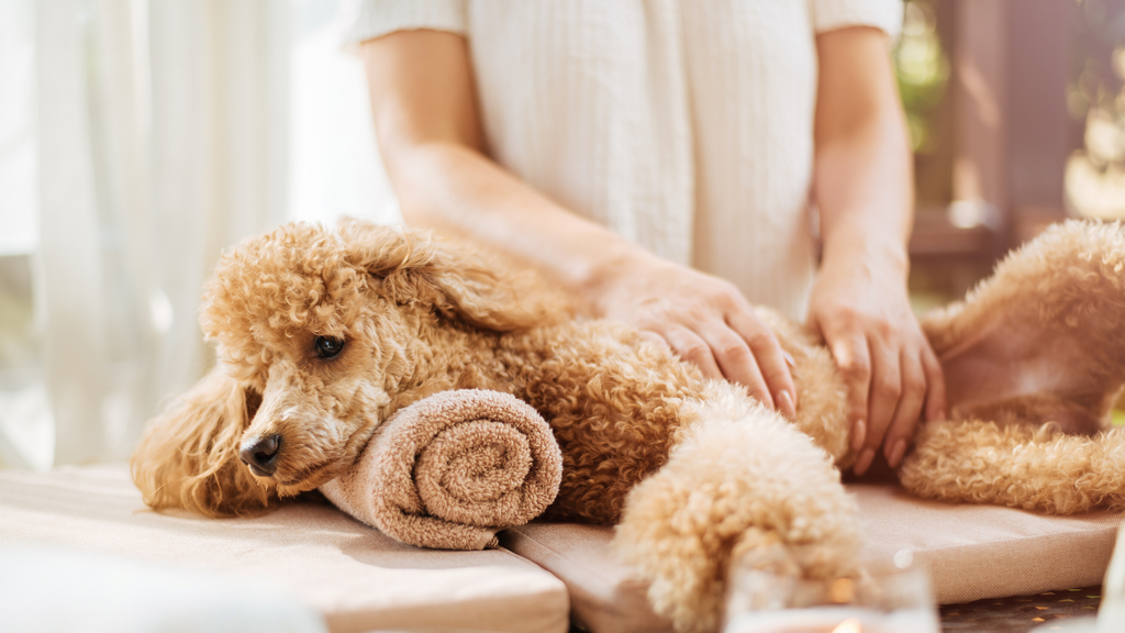 Dog spa shop