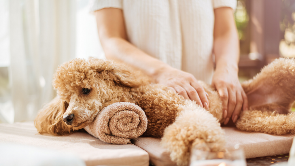 Dog spa deals