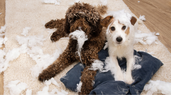 Tips For How to Stop Your Dog's Destructive Chewing