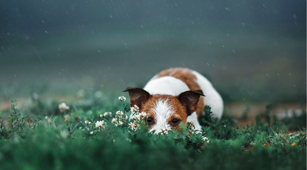 5 RAINY DAY WALKING ESSENTIALS FOR YOUR PET