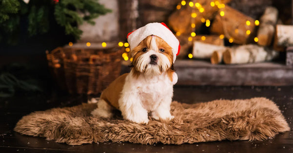 Canine Companion Christmas Holiday Season
