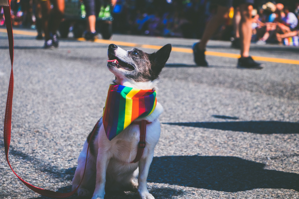 8 Fashion Ideas to Celebrate Pride Day with Your Furry Friends