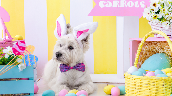 EASTER HAZARDS TO KEEP YOUR PET AWAY FROM