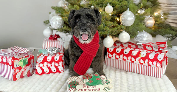 Dog with Christmas Tree and Macaron Dog Treats Gifts Celebrating Holidays