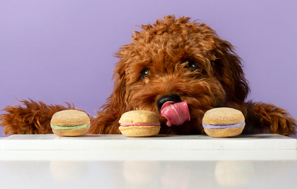5 Reasons Why Gourmet Dog Treats Are Better Than Regular Ones