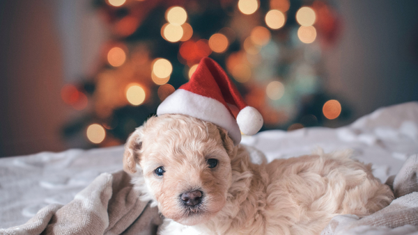 Our Top 11 Pet Gifts The 2020 Holiday Season-Bonne et Filou
