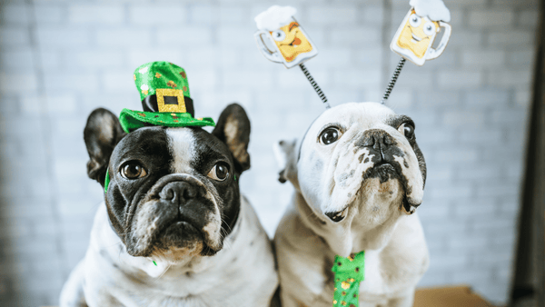 ST. PADDY’S DAY CELEBRATIONS FOR YOUR PUP!
