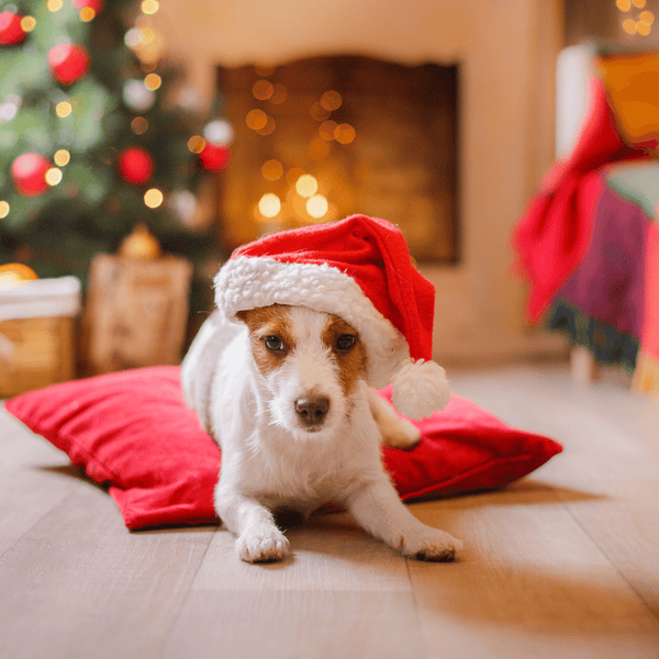 OUR 12 FAVORITE DOGS OF CHRISTMAS-Bonne et Filou