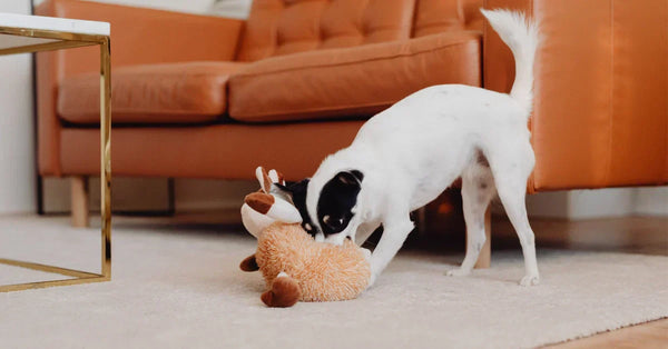 Dog playing with squeaky toy indoors during a rainy day