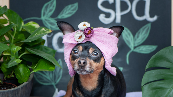 Our Favorite Dog Spas in New York-Bonne et Filou