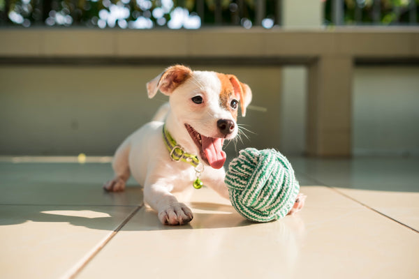 OUR 5 FAVORITE ECO_FRIENDLY DOG TOYS