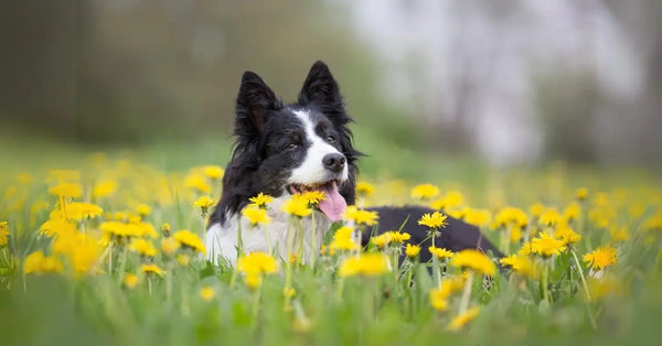 A happy dog enjoying fun outdoor activities during the spring season