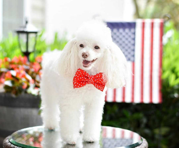 Keep Your Pets Happy and Safe This 4th of July