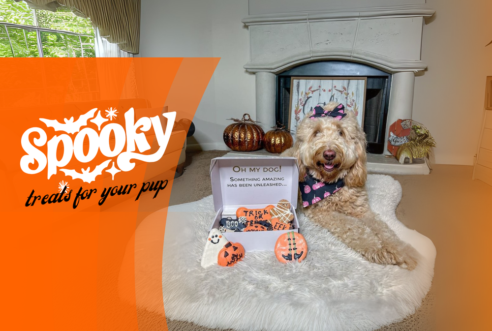 Dog sitting on a rug with Halloween-themed treats and decorations, featuring 'Spooky treats for your pup' branding.