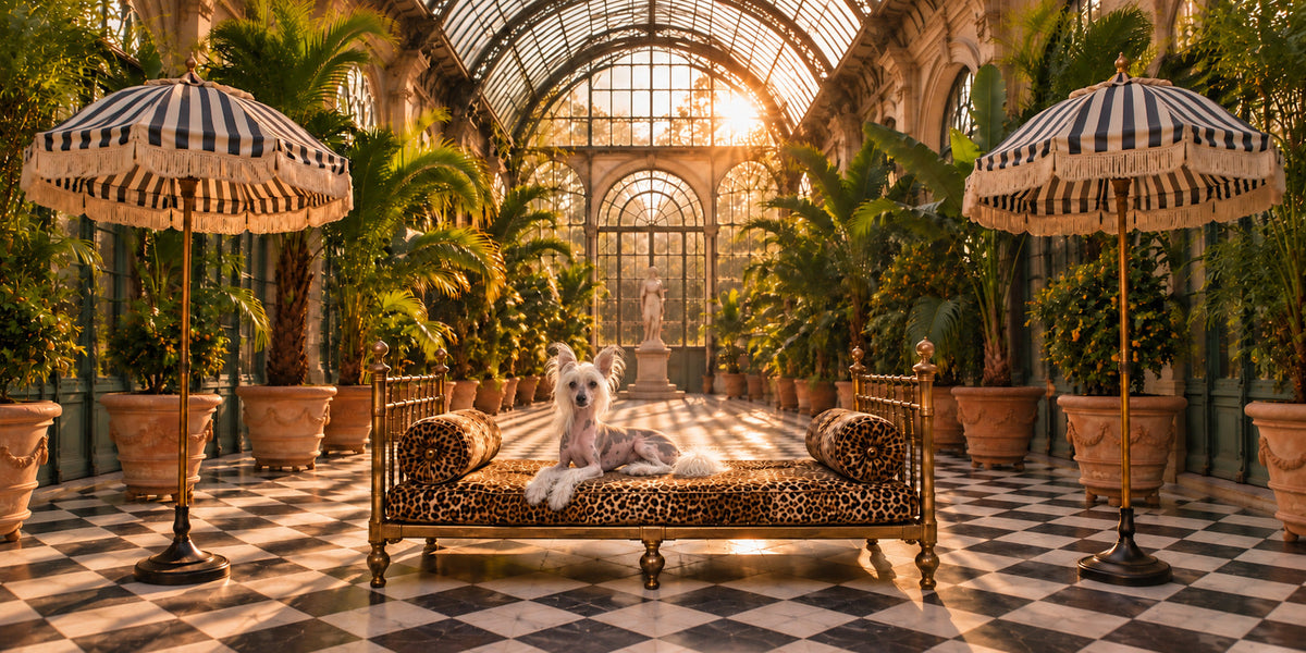 L'Orangerie with a different dog