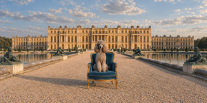 Les Jardins, custom dog portrait canvas: a dog in a blue velvet chair on the gravel in front of a palace garden