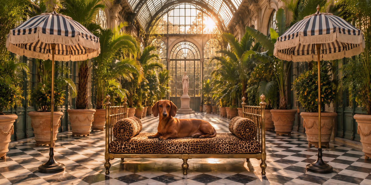 Dachshund custom dog portrait in the L'Orangerie scene, L'Atelier by Bonne et Filou