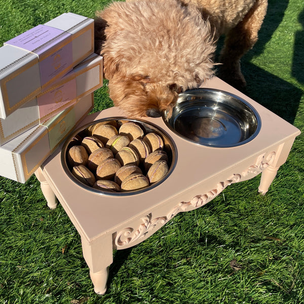 Bent & Freck bent & freck dog feeding station - spill proof small dog bowls  for food and water - puppy sized dishes for boy or girl dogs